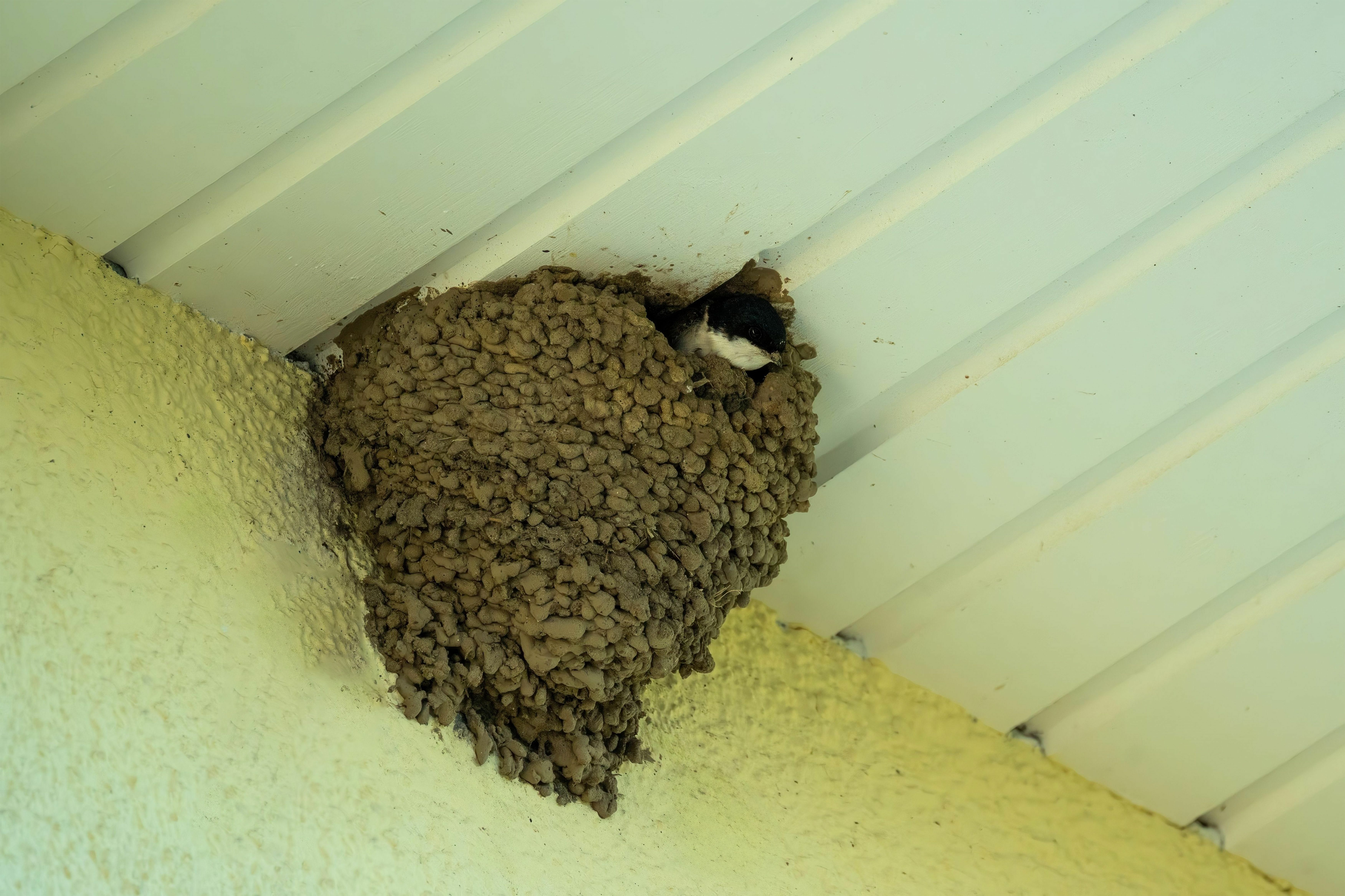 A bird nest attached to the soffits on the underside of a home’s roof.