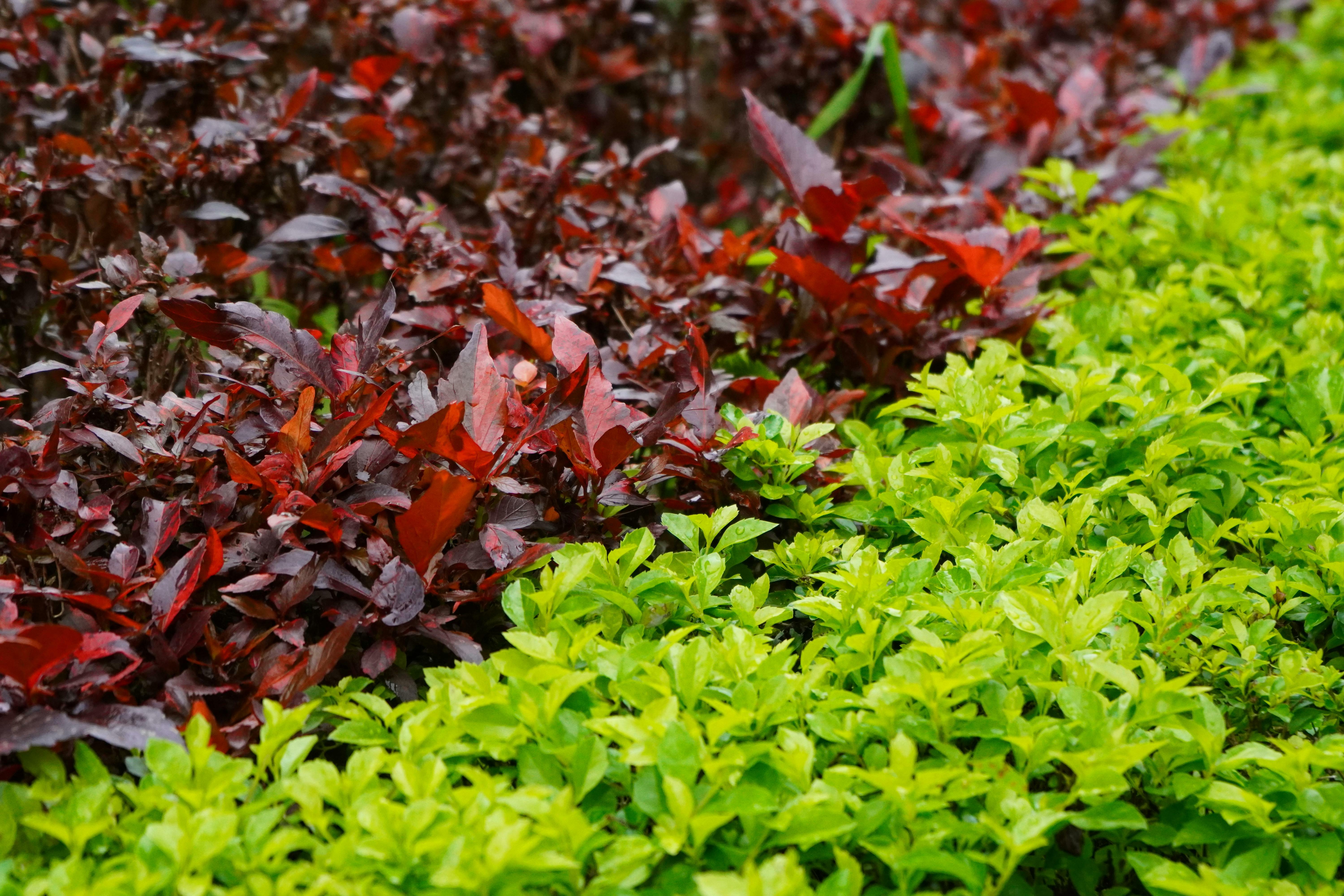 Red and green ground cover plants are pictured.