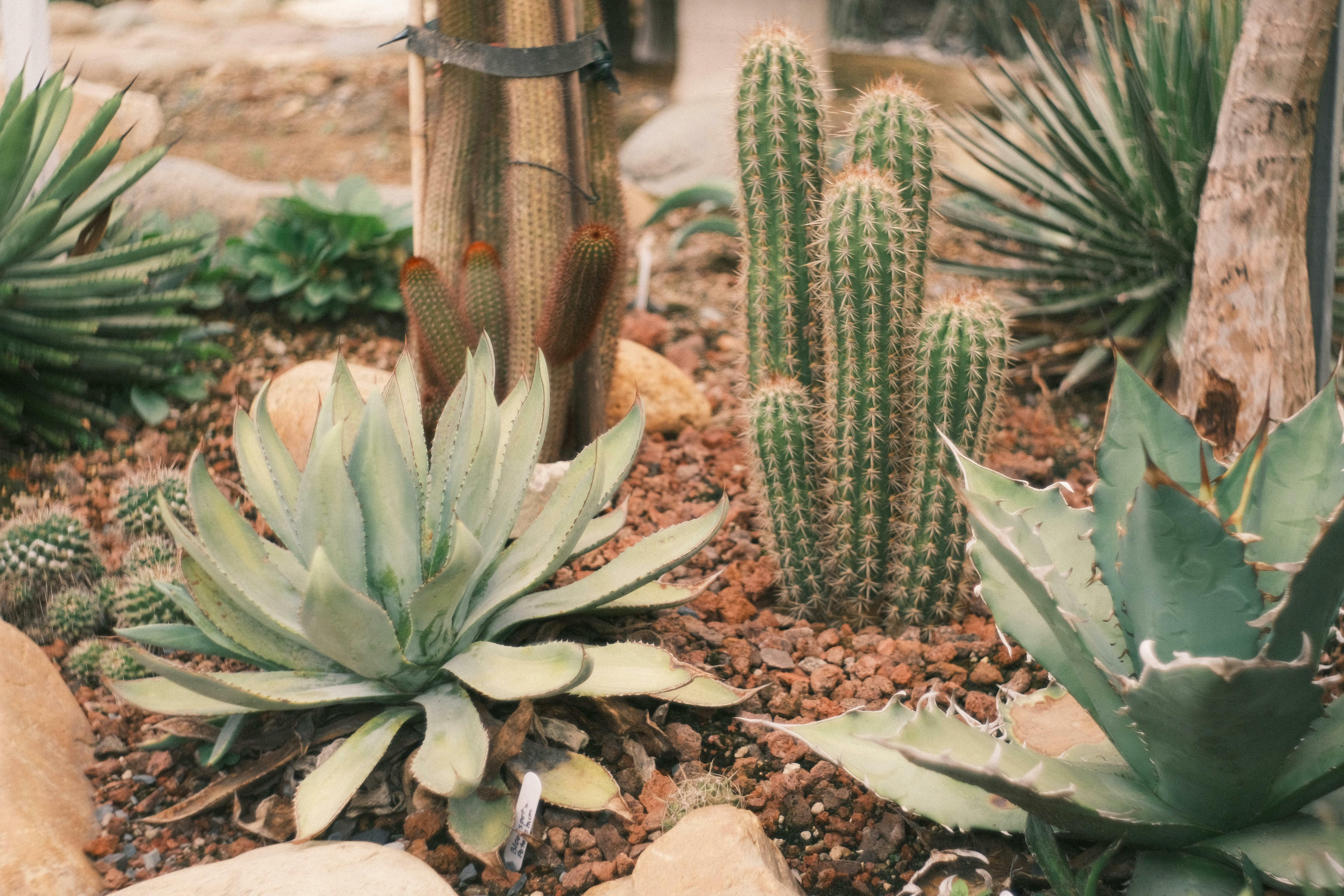 Vibrant desert cactus and succulents are used in a garden.